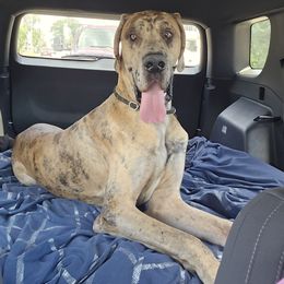Colt - Great Dane