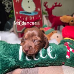 Ms. Dancer price 2,250 - Chocolate and tan female Dachshund puppy in Bristol, Tennessee from It's Mini Wieners Baby