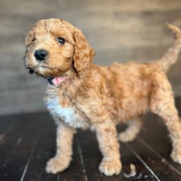 Clove - Red  female Goldendoodle puppy in Milan, Tennessee from Twin Oak Goldendoodles