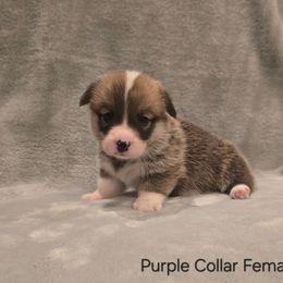 Purple Collar Female - Red female Pembroke Welsh Corgi puppy in Tenino, Washington from LoneStar Corgis NW