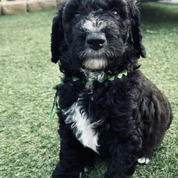 Light green collar, Charlie - Parti male Poodle puppy in Gainesville, Georgia from Rose’s Goldendoodles & Standard Poodles