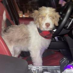 Bordoodle Puppies from Brisby Bordoodles