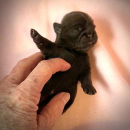 Hannah - Chocolate female Shih Tzu puppy in Tallahassee, Florida from Bows and Bow Ties