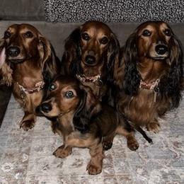 Dachshund All Grown Up from Deb’s Darlin’ Dachshunds