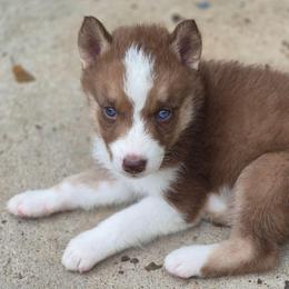 Boy 2 - Brown and white male Siberian Husky puppy in Madison, Georgia from Thornbury Kennel