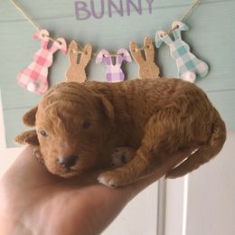 Poodle Puppies from Mini paw love