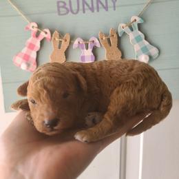 Poodle Puppies from Mini paw love