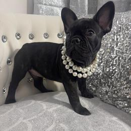 Whitney - Black female French Bulldog puppy in Fort Wayne, Indiana from Jack & Ruby