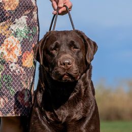 Tito - Labrador Retriever