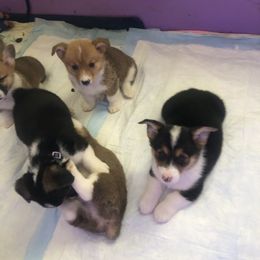Pembroke Welsh Corgi Puppies from Georgia Corgis of the Westwood Realm