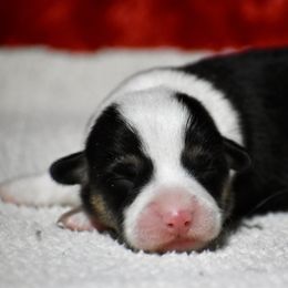 Max - Black and tan male Pembroke Welsh Corgi puppy in Gober, Texas from Trigger Time Kennels