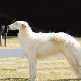 Sky - Borzoi