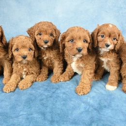 Cavapoo Puppies from Divinity Grace Cavapoos