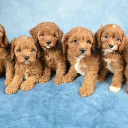 Cavapoo Puppies from Divinity Grace Cavapoos