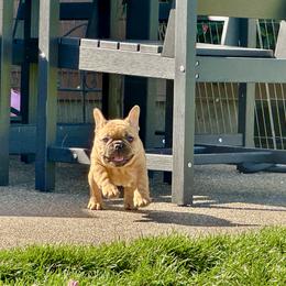 French Bulldog Puppies from Miller Frenchie Farm