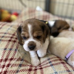 Beagle Puppies from Majestic Beagles