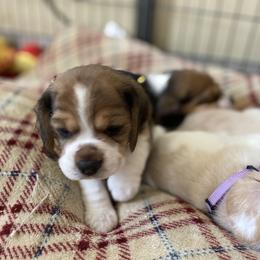 Beagle Puppies from Majestic Beagles