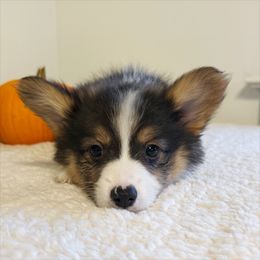 Hendrix - Black and tan male Pembroke Welsh Corgi puppy in Chubbuck, Idaho from Sunny J Corgis and Mini Americans