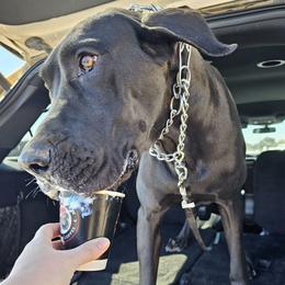 Quentin - Great Dane