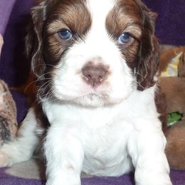 Cavachons, Cavalier King Charles Spaniels, Cavapoos, and Cocker Spaniels from Walnut Grove Cavaliers