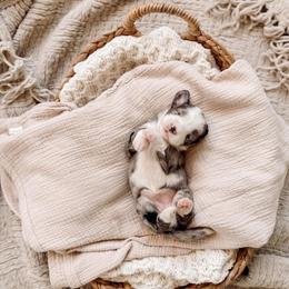Purple - Merle female Bernedoodle puppy in Cold Spring, Minnesota from A.N.A. Doodles