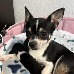 Little Valentine - Chihuahua