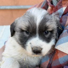 Victoria- red - Badger female Colorado Mountain Dog puppy in Cotopaxi, Colorado from Once Upon A Moose (OUM)