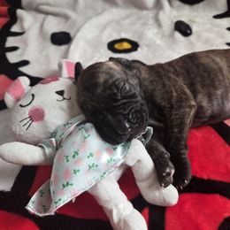 Brindle Boy - Brindle male Great Dane puppy in Westland, Georgia from Black Tie Danes