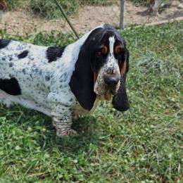 Prince - Basset Hound