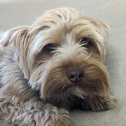 Perry - Yorkshire Terrier