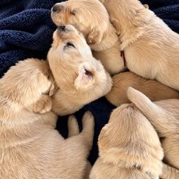 Male 5 - Golden male Golden Retriever puppy in Rainier, Washington from Hanson’s NW Goldens & Doodles