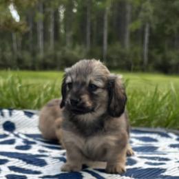 Shade cream - Cream female Dachshund puppy in Crestview, Florida from Neverending Dachies