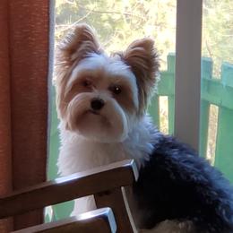 Molly - Yorkshire Terrier