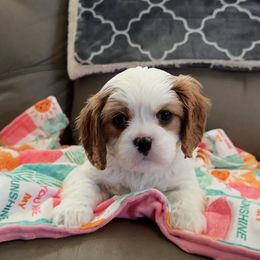 Cavalier King Charles Spaniel Puppies from Rolling Meadows Cavaliers
