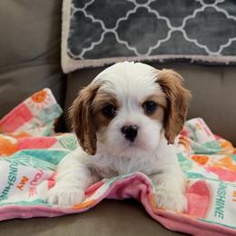 Cavalier King Charles Spaniel Puppies from Rolling Meadows Cavaliers