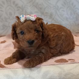 Hazel - Red  female Poodle puppy in Milford, Indiana from Olde Heritage K-9
