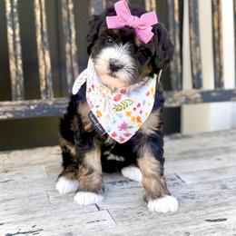 Girl 2 - Tri-color female Bernedoodle puppy in Salt Lake County, Utah from Coco Avenue Pups