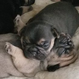 French Bulldog puppies from Ginny's Frenchies