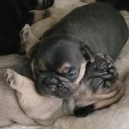French Bulldog puppies from Ginny's Frenchies