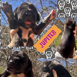 JUPITER - Brindle female Great Dane puppy in Wellsville, New York from Prophecy Danes