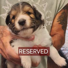 Shetland Sheepdog Puppies from Country Acres Shetland Sheepdogs