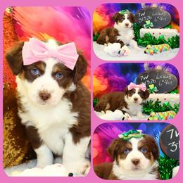 Lexus - Red tri female Toy Australian Shepherd puppy in Levelland, Texas from Once Upon a Time Aussies