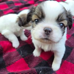 Jack - Black and white male Japanese Chin puppy in Mint Hill, North Carolina from Chincredible Puppies