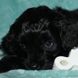 Ebony - Black female Cockapoo puppy in Dornsife, Pennsylvania from Schaible Family Puppies