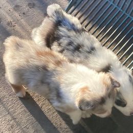 Australian Shepherd Puppies from Toni Thompson's Australian Shepherds