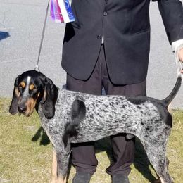 Dusty - Bluetick Coonhound