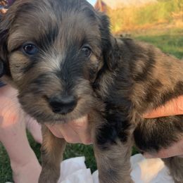 Aussiedoodle Puppies from Seattle Aussiedoodles
