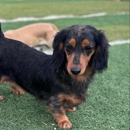 Dachshund Puppies from Bootheel Doxies