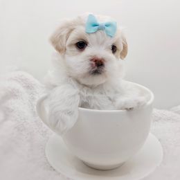 Companion Cross, Havanese, Mal-Shi, Maltese, Maltipoo, Morkie, and Shih Tzu Puppies from Seeking Shalom Acres Maltese, Maltipoos & Havamalts