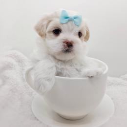 Companion Cross, Havanese, Mal-Shi, Maltese, Maltipoo, Morkie, and Shih Tzu Puppies from Seeking Shalom Acres Maltese, Maltipoos & Havamalts